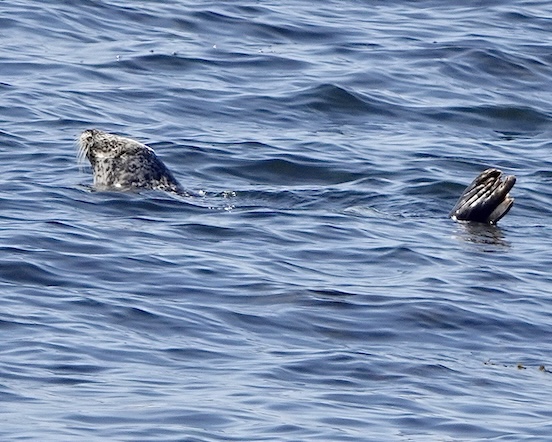 seal